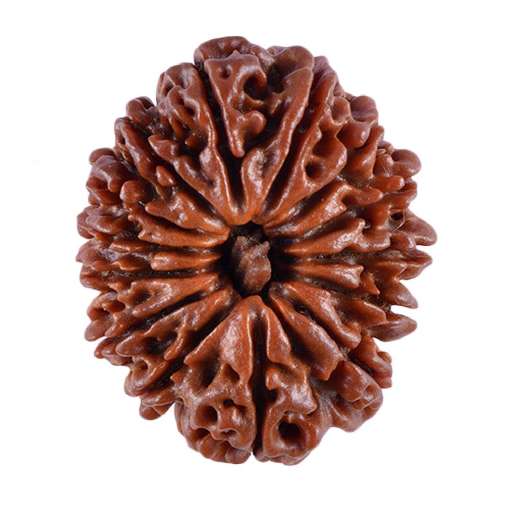 5 Mukhi Rudraksha
