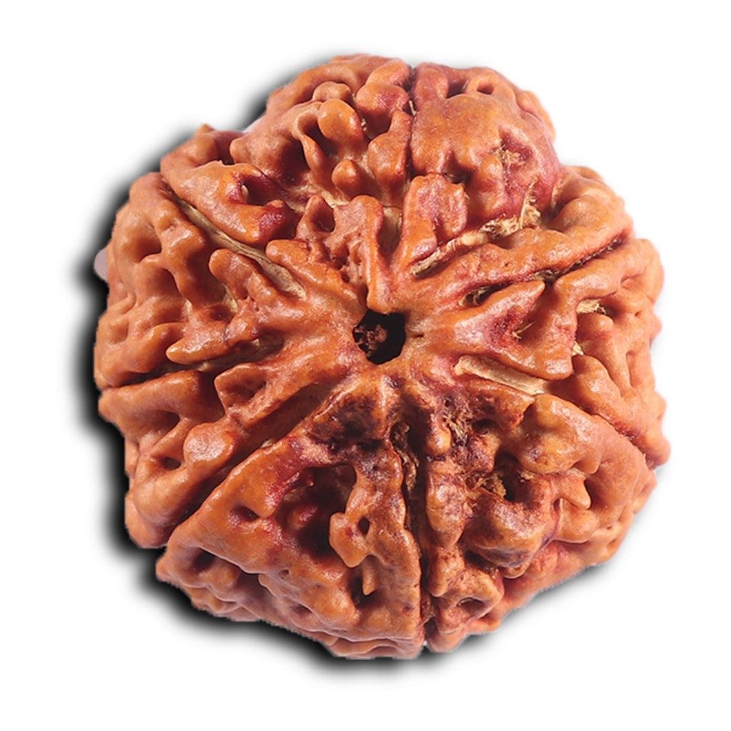 7 Mukhi Rudraksha